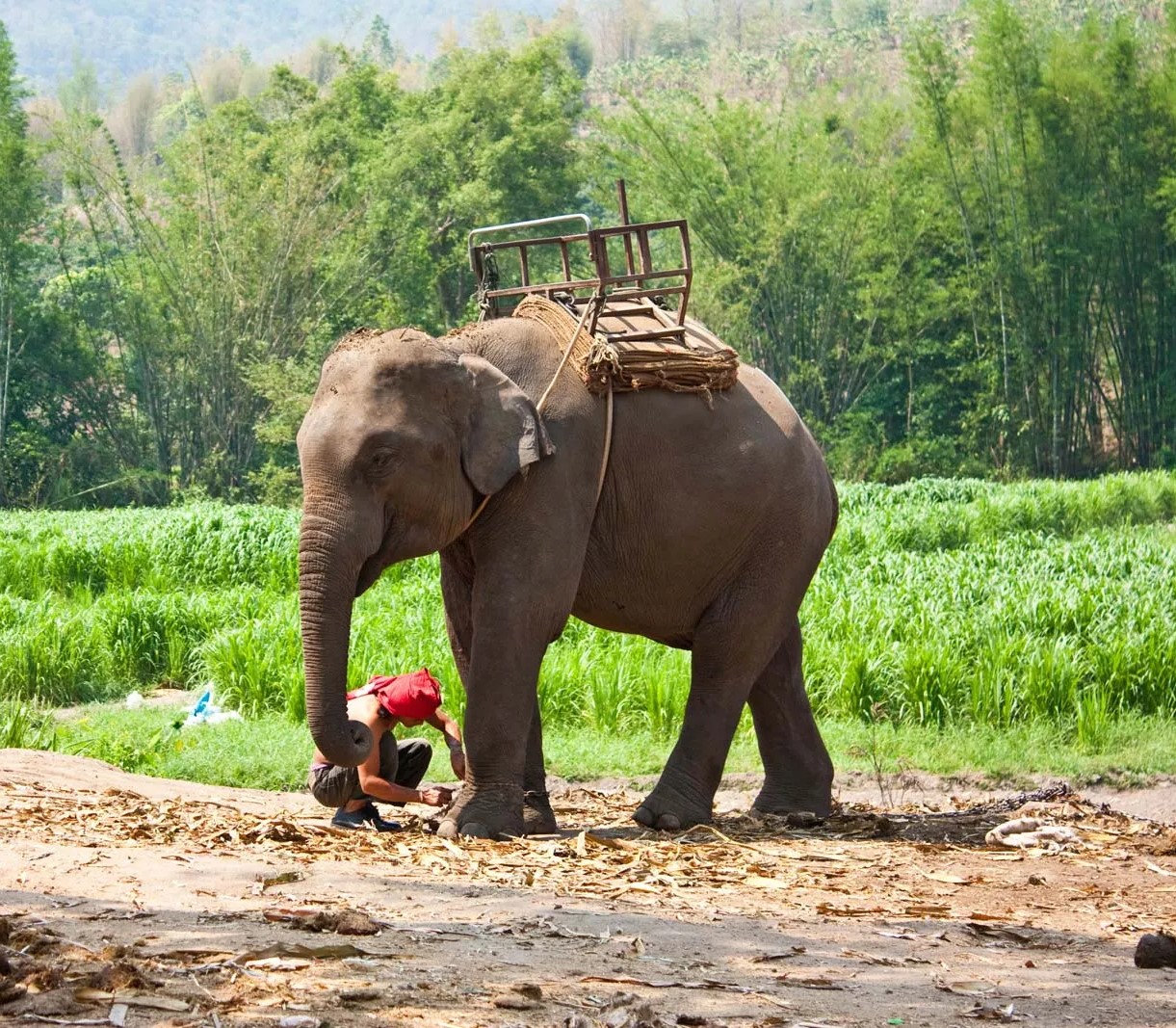 Sonanadi Wildlife Sanctuary