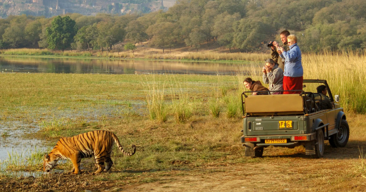 Best Safari Zone According to Budget in Jim Corbett (2026)