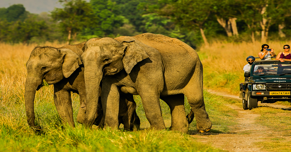 Elephant Safari in Jim Corbett National Park