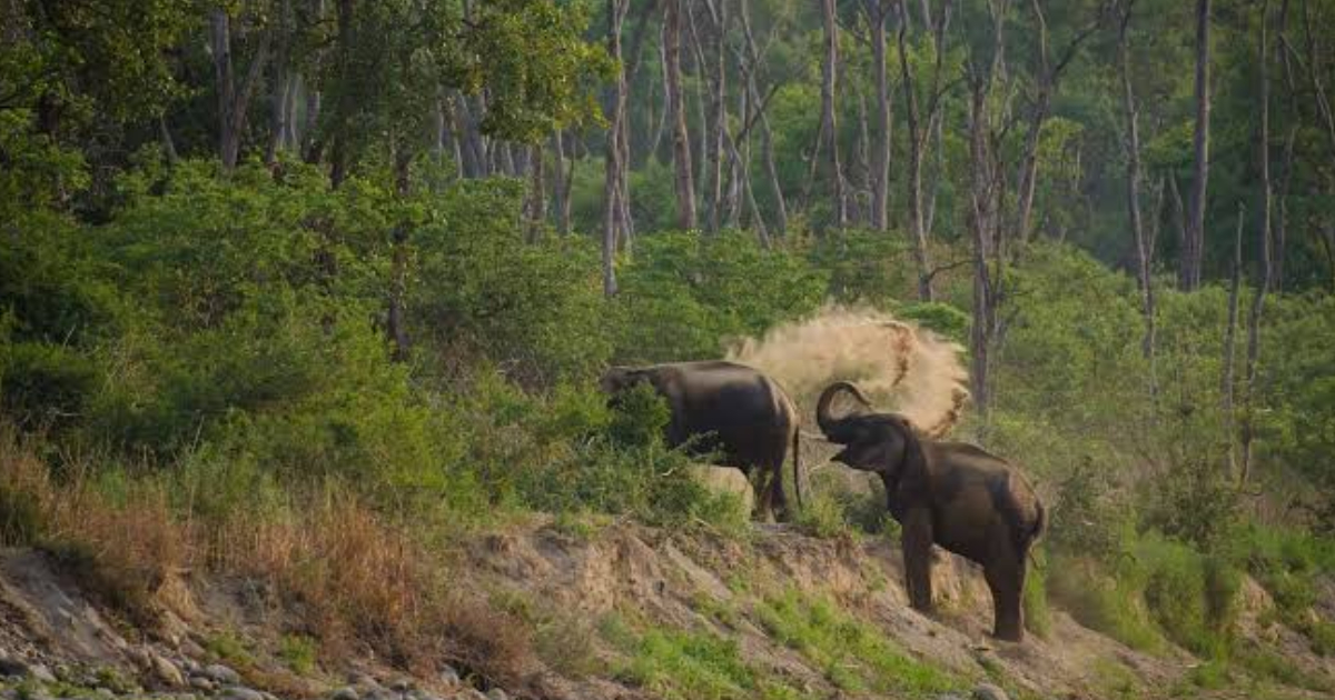 Jim Corbett Safari Price for Indians vs Foreigners (2026)