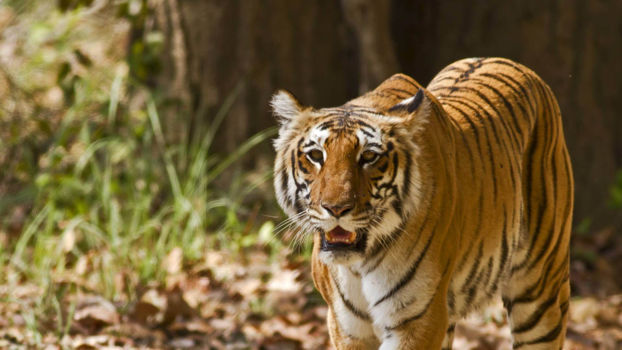 Tiger Sightings in Jim Corbett