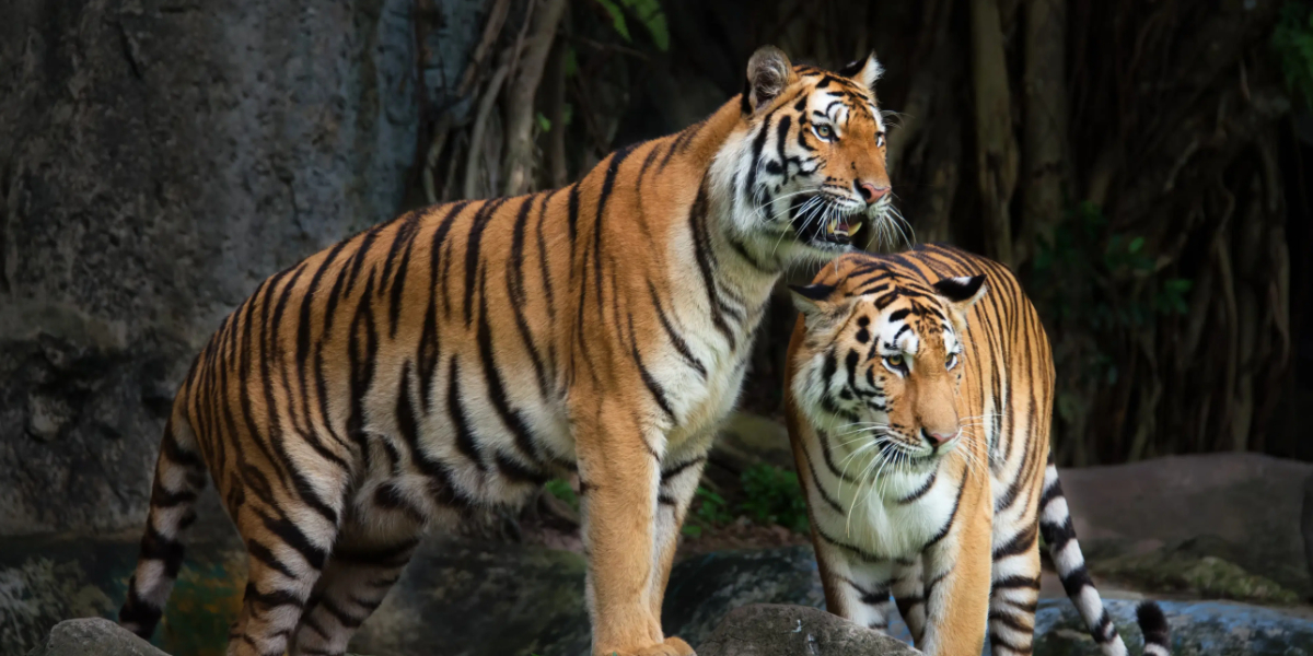 Jim Corbett Jeep Safari Booking | Online Jeep Safari Permits & Cost