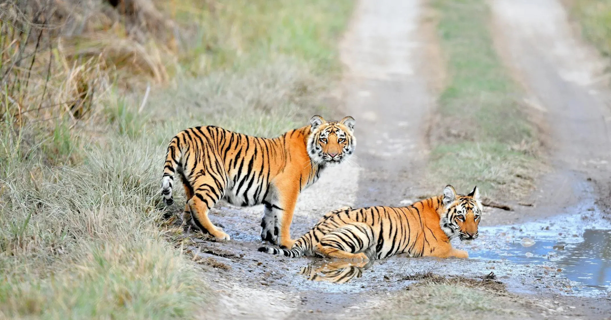 Hidden Charges in Jim Corbett Safari (2026 Guide)