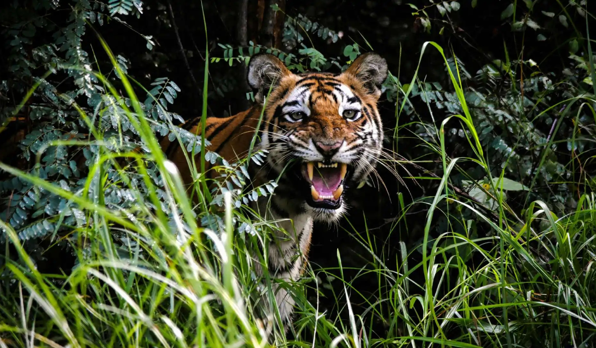 How Much Does Dhikala Safari Cost? (2026 Full Price Breakdown)