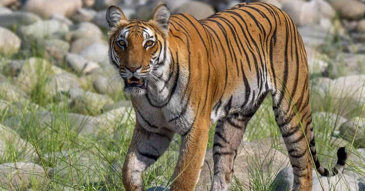 Why Bijrani Safari Costs More in Jim Corbett (2026)