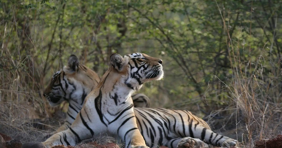 Jim Corbett Safari Cancellation Policy (2026 Guide)